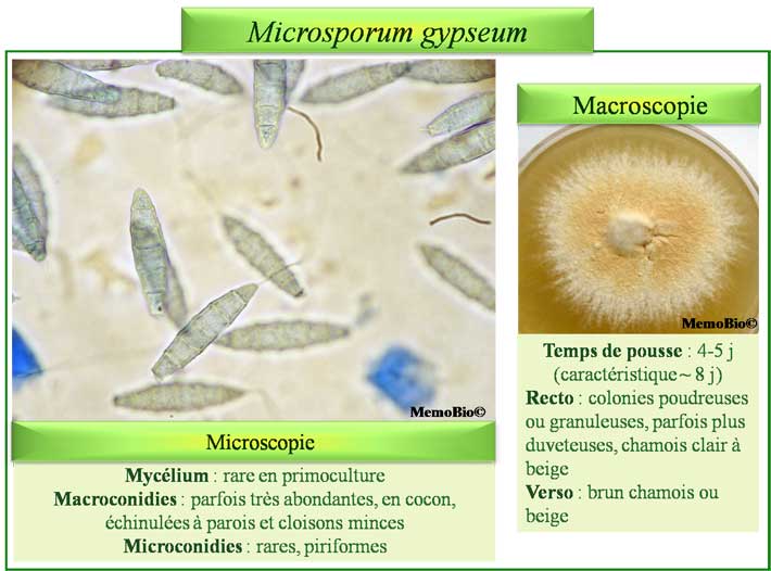 Microsporum gypseum