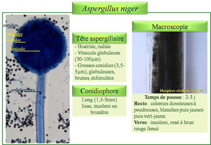 Aspergillus niger