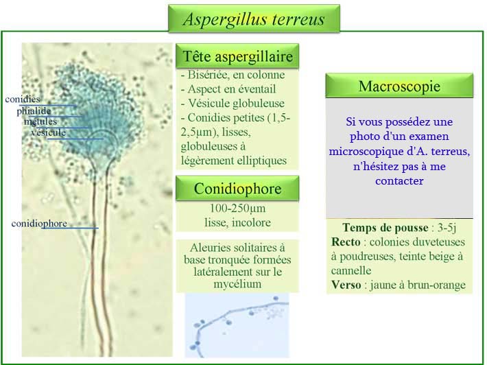 Aspergillus terreus