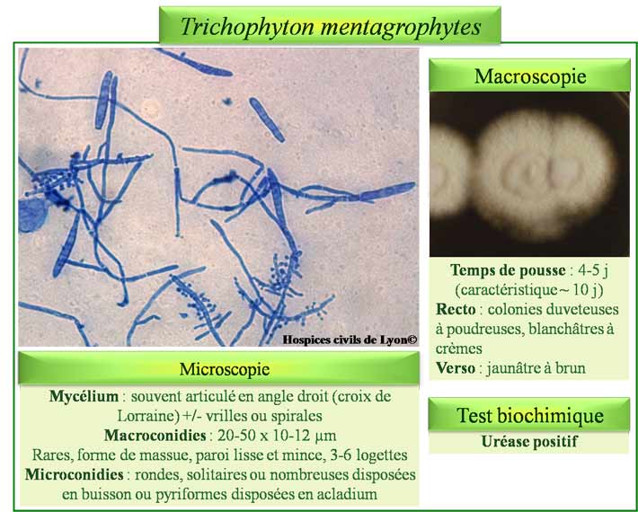 Trichophyton mentagrophytes