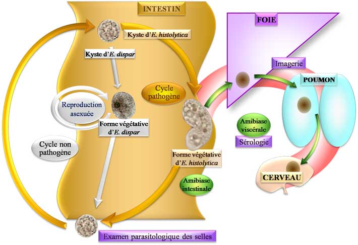 Cycle d'Entamoeba histolytica