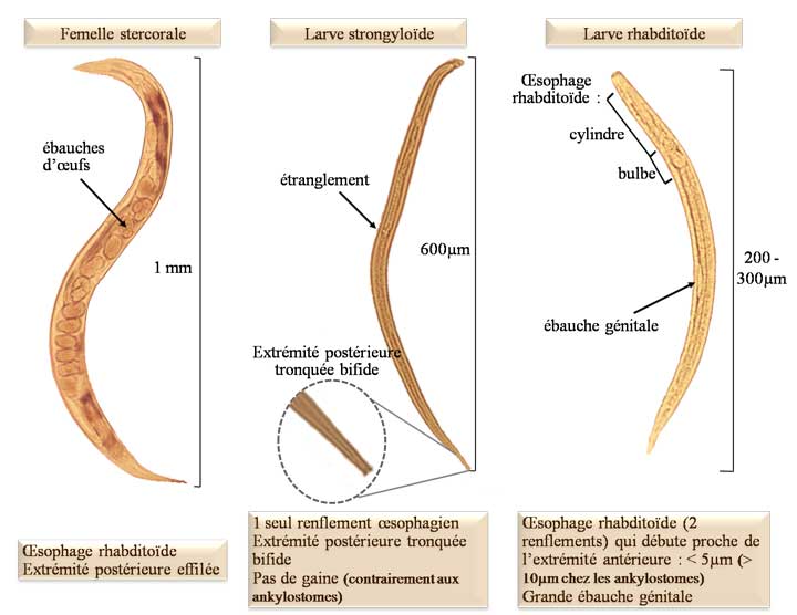 Anguillule