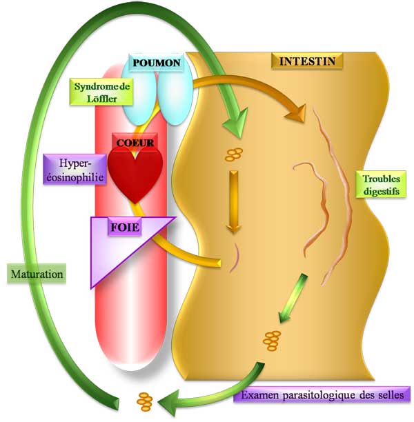 Cycle d'Ascaris lumbricoides