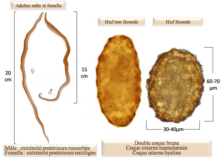 diagnostic Ascaris