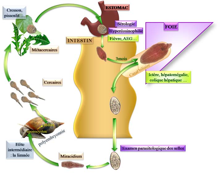 Cycle de Fasciola hepatica