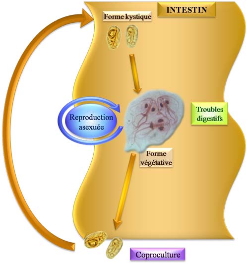 cycle Giardia