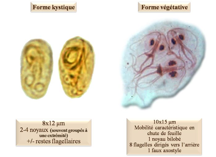 Giardia intestinalis