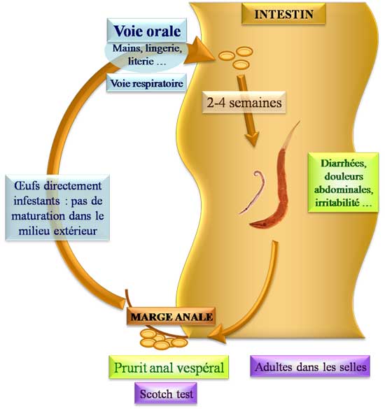 Enterobius vermicularis cycle de vie