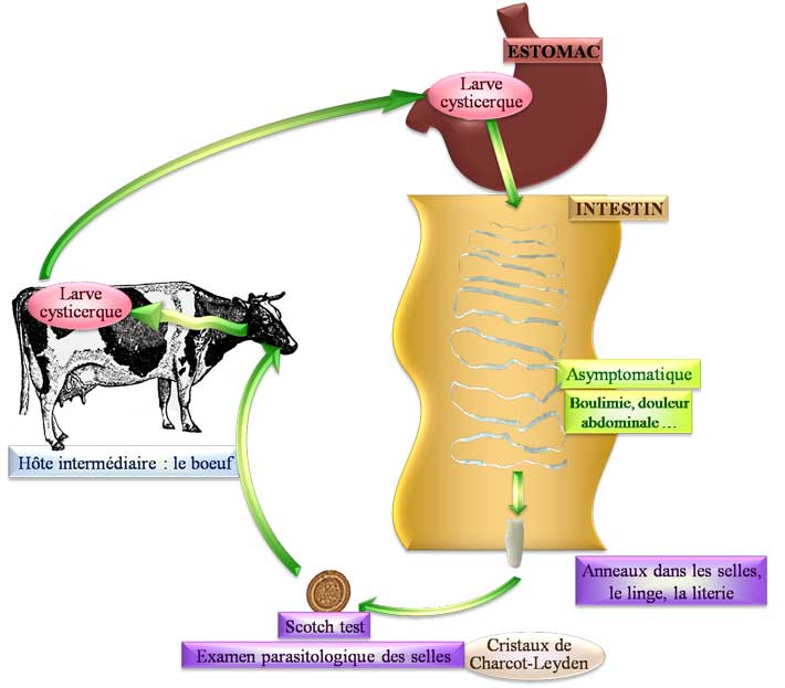 Cycle de Taenia saginata