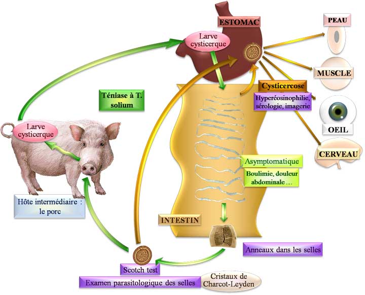 Cycle de Taenia solium