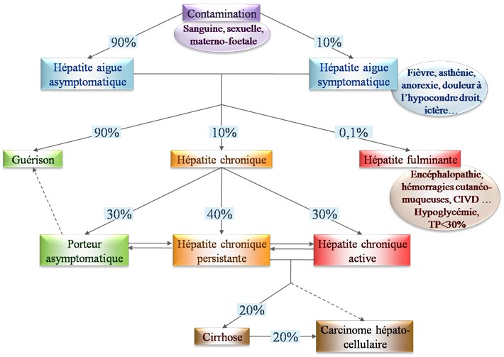 Evolution d'une hépatite B