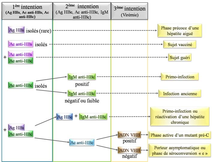 Interprétation sérologie VHB