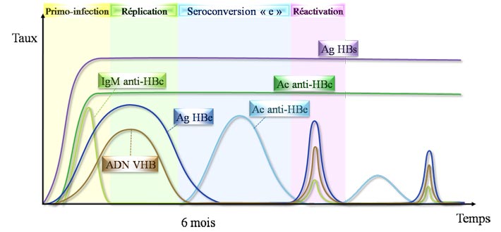 Sérologie d'une hépatite B chronique