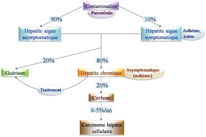 Evolution d'une infection par le virus de l'hépatite C