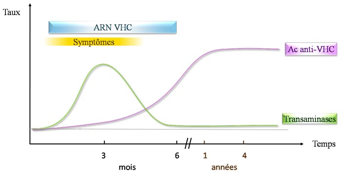 Sérologie VHC aiguë