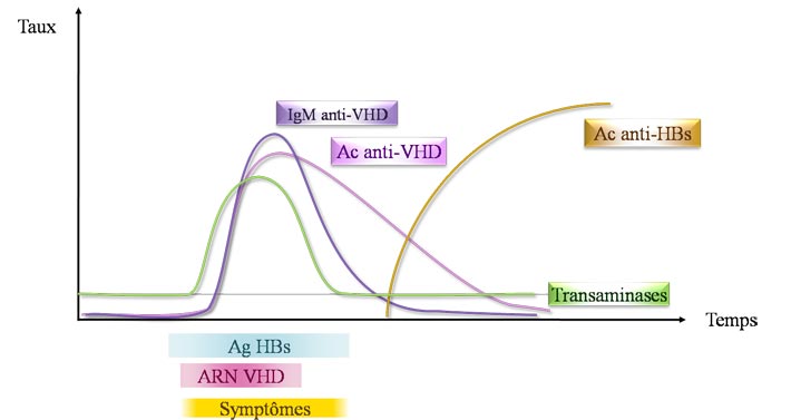 Sérologie hépatite D aiguë