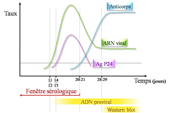 Sérologie VIH