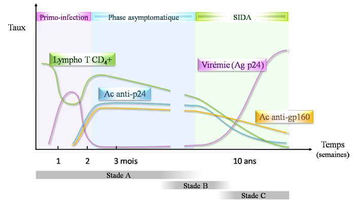 Evolution d'une infection par le VIH