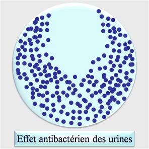 Effet antibactérien des urines
