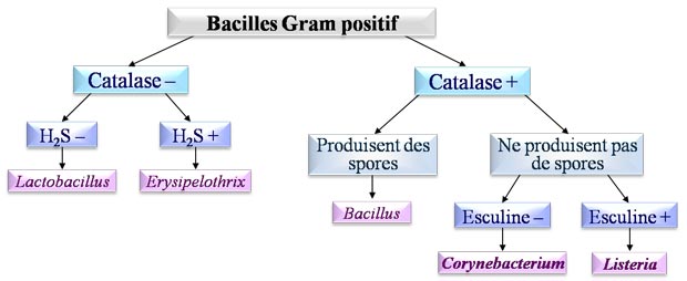 Bacilles Gram positif