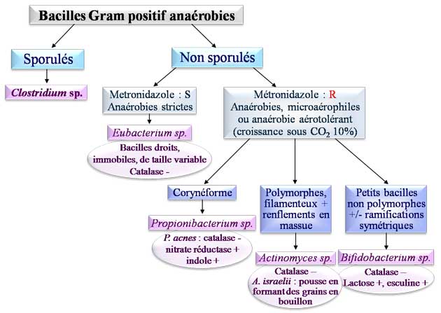 Bacilles Gram positif anaérobies