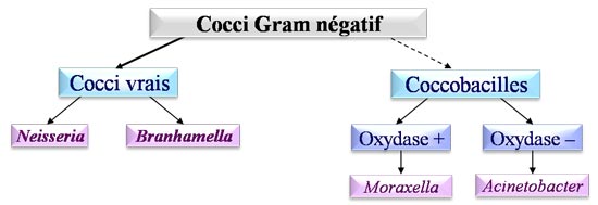 Cocci Gram négatif