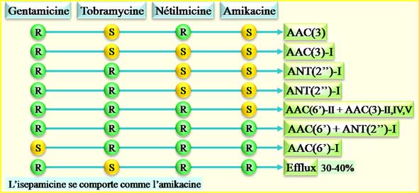 Résistance de Pseudomonas aeruginosa aux aminosides
