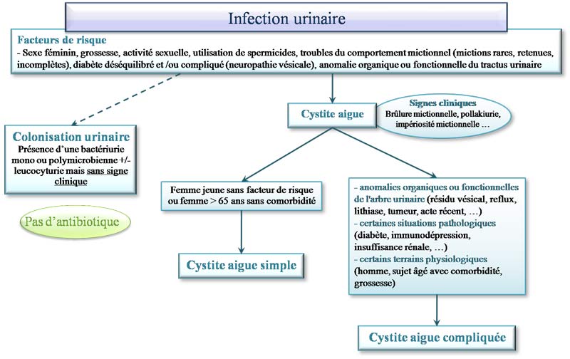 classification des infections urinaires