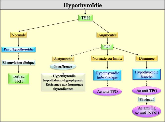 Diagnostic d'une hypothyroïdie