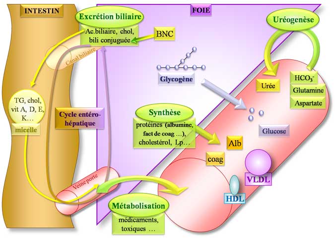 Physiologie hépatique
