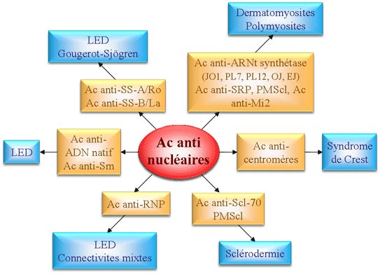 anticorps anti-nucléaire