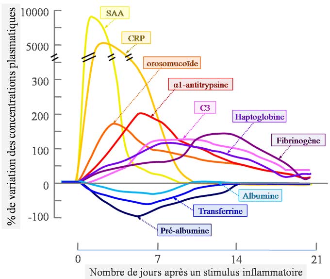 Cinétique des protéines de l'inflammation