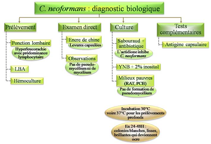 C. neoformans : diagnostic biologique