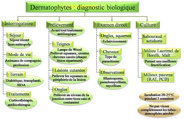 Dermatophytes : diagnostic biologique