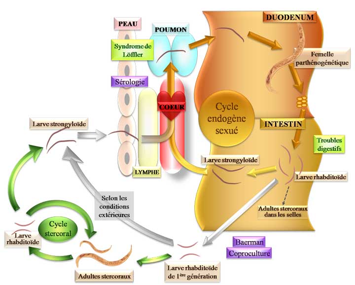 Cycle de l'anguillule (Strongyloides stercoralis)