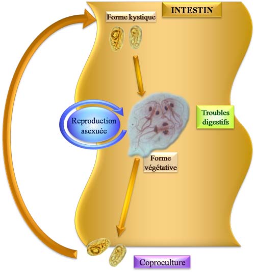 Cycle de Giardia intestinalis