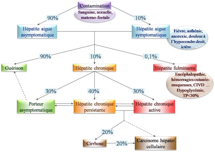 Evolution d'une infection par le virus de l'hépatite B (VHB)