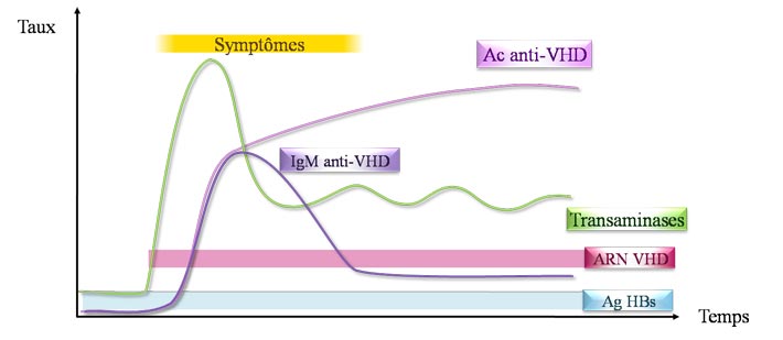 Sérologie d'une co-infection VHB - VHD en phase chronique